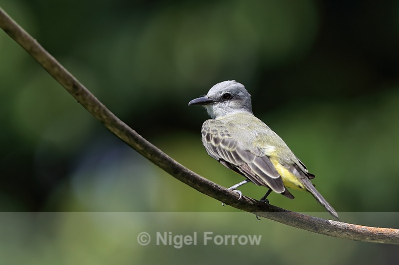 Tropical Kingbird, San Lorenzo Fort, Colon, Panama - Tropical Kingbird