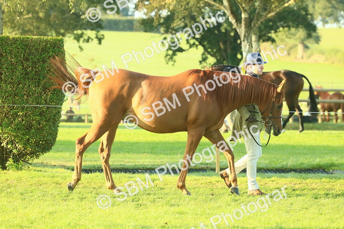 SBM_56788 - S36 - Starters Best Turnout