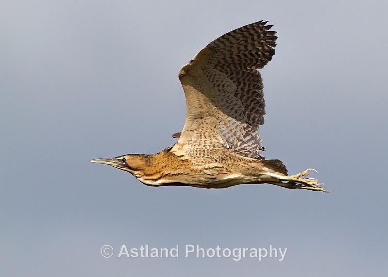Astland Photography, Bird and Wildlife Images, Susan and Peter Wilson, U.K.