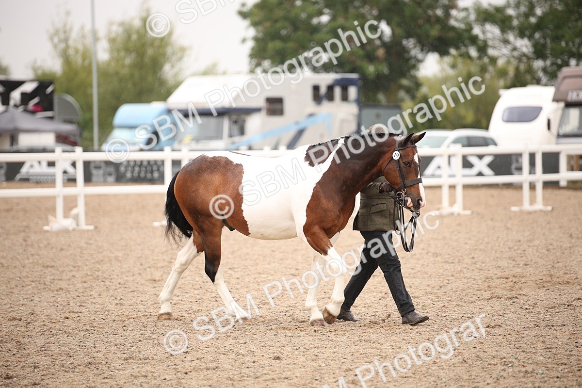 SBM_20158 - Class 703 - IH  Coloured