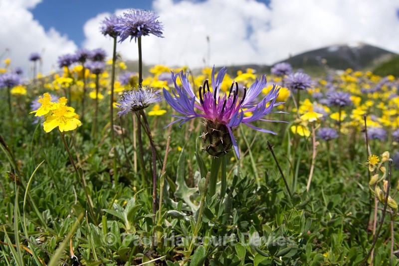  - Plants: wide-angle