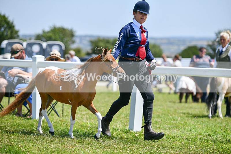 DSC_7257 - Miniature Horse Championship