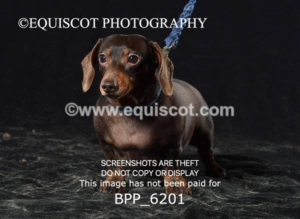 BPP_6201 - LESLEY GRANGER DOGS