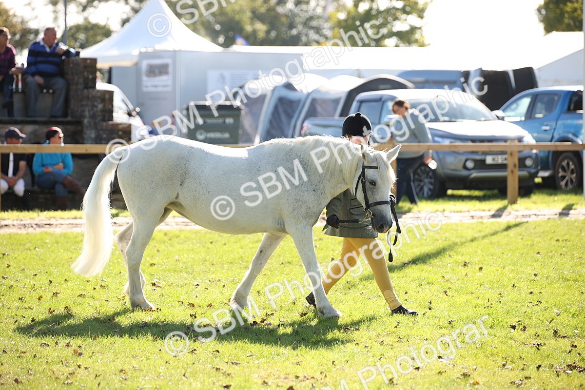 SBM_36633 - S10 - Best In Hand Horse & Pony
