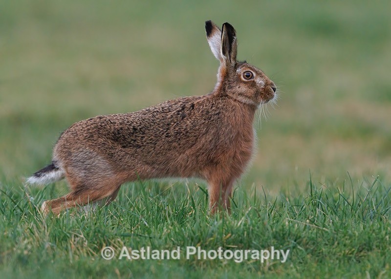 Brown Hare - Latest Images