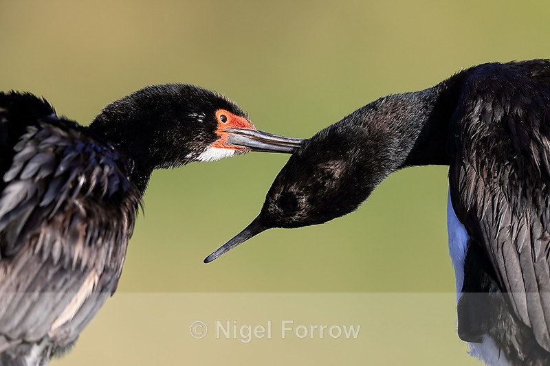 Rock Shags allopreening, Carcass Island, Falklands - Rock Shag