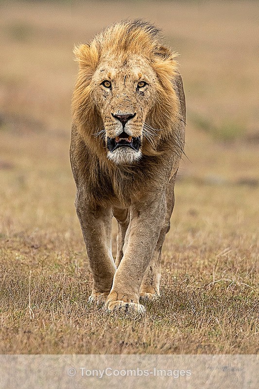 Lion - Mara North ~ Cats