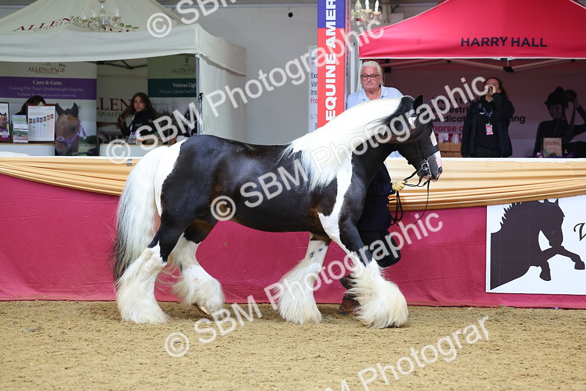 SBM_22684 - Class 903 - Supreme Final - IH Pre Vet