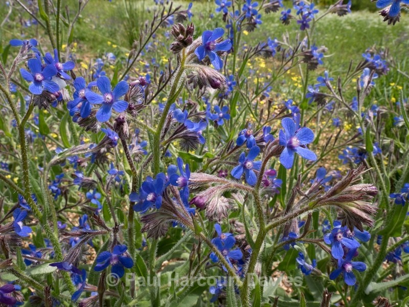 Summer forget-me-not (Anchusa azurea)  - Wild Flowers - 2
