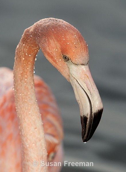 Flamingo Portrait - Other Animals