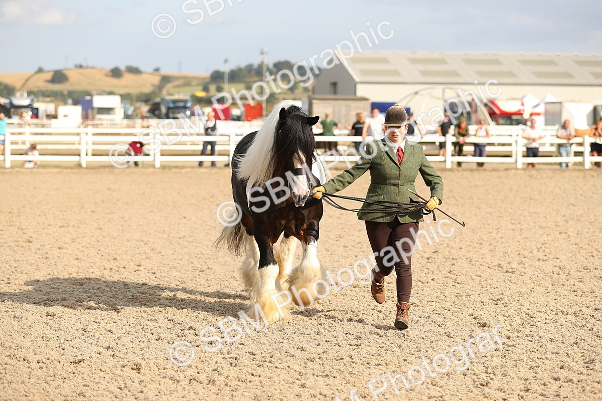 SBM_08585 - Class 28 - IH Veteran Horse