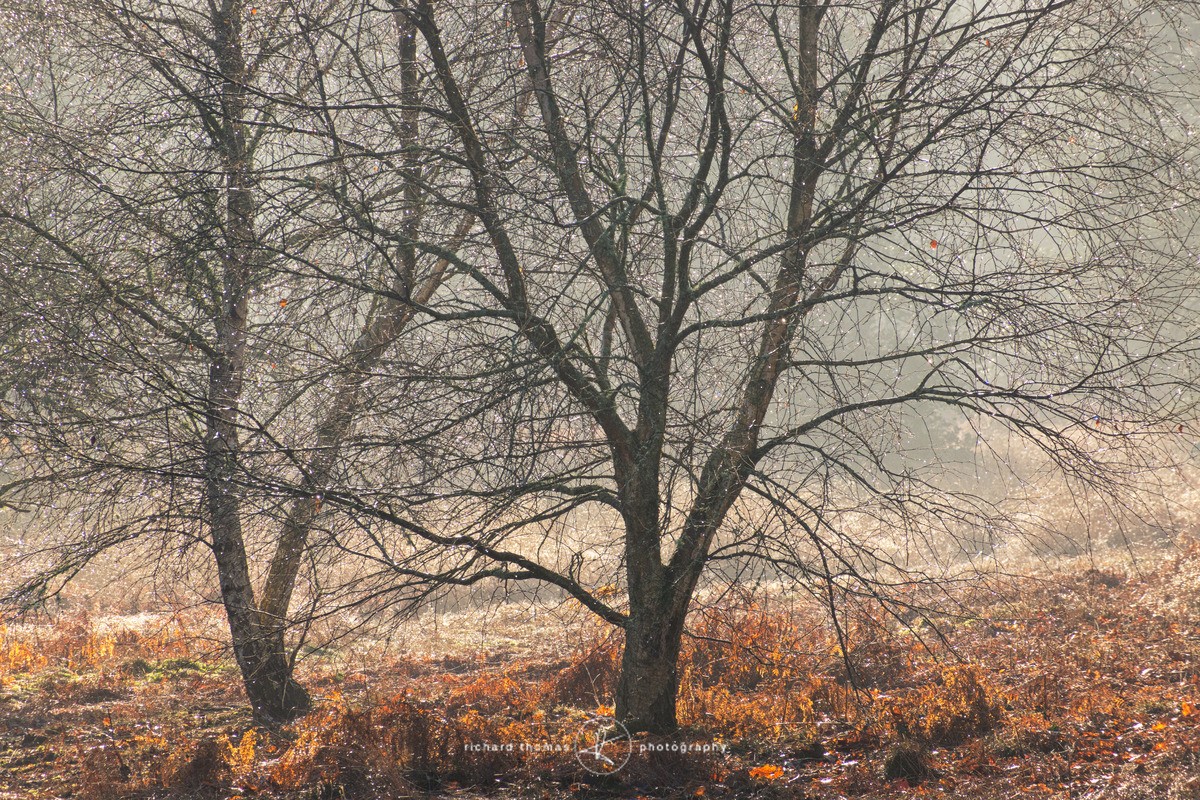  - Woodland