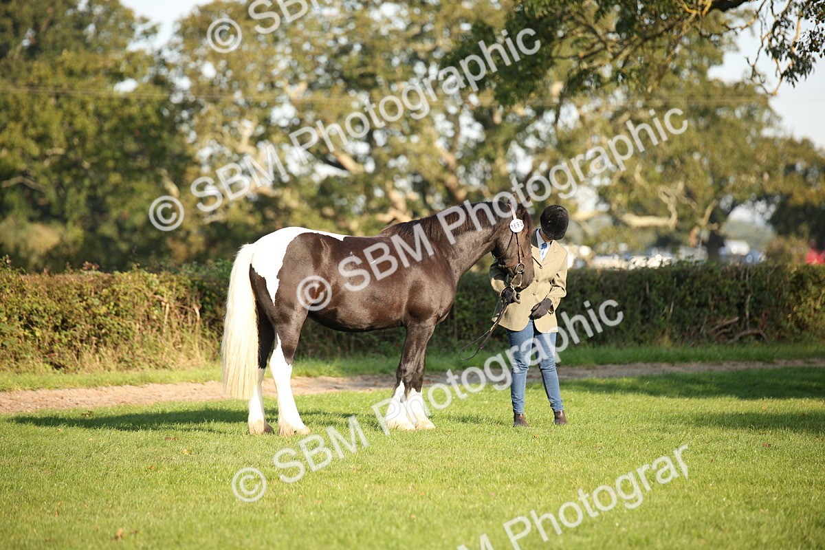 SBM_58703 - S51 - Piebald & Skewbald Horse In Hand