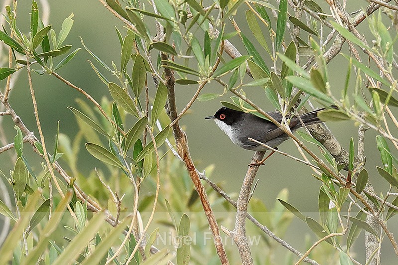 Sardinian Warbler, Rock of Gibraltar - Sardinian Warbler