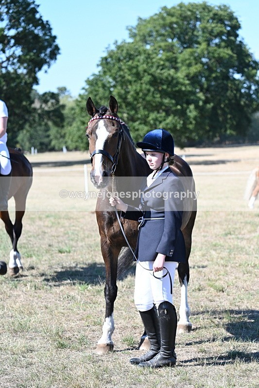 WJ7_1563 - Class 42 Most Handsome Gelding