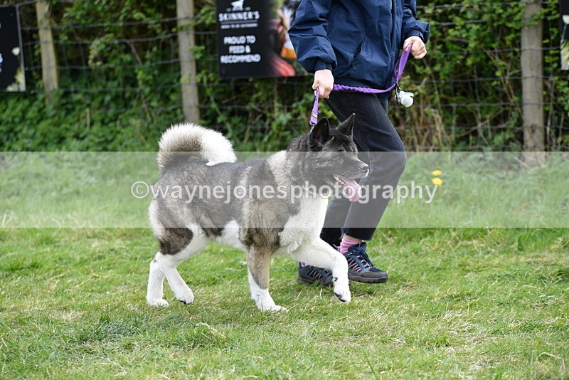 WJ5_9986 - Class 5 Best Veteran / 7 years & over