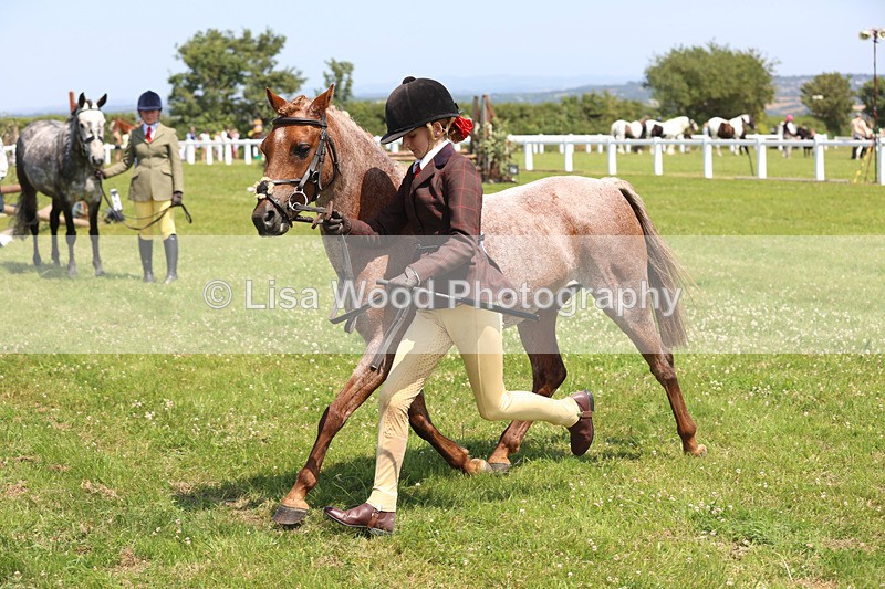 JPP_2887 - Class 21: Working Hunter 60cm