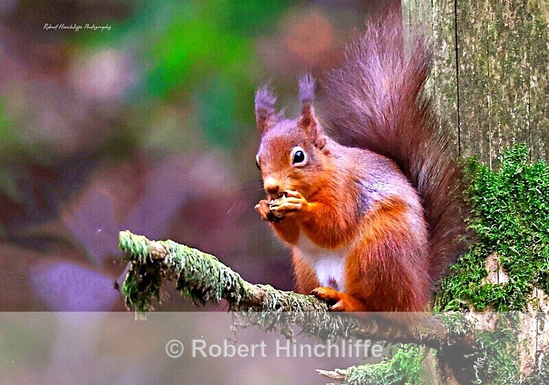 Red Squirrel - United Kingdom