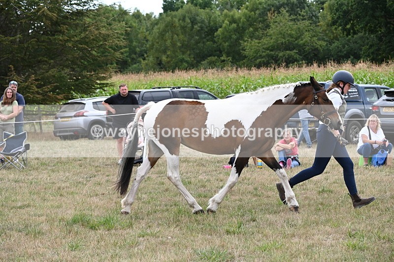 WJ6_5619 - Class 18 In-hand Coloured