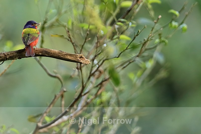 Painted Bunting, Finca Rosa Blanca, Costa Rica - Painted Bunting