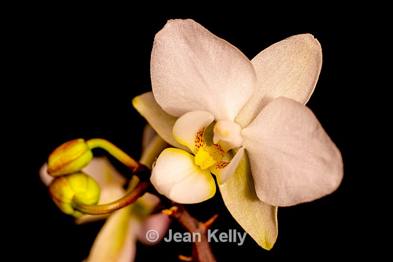 White Orchid - DSC_2869 - White