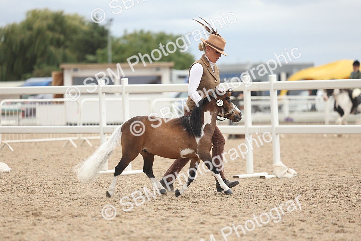 SBM_19233 - Class 317 - IH Pure Bred Horse-Pony