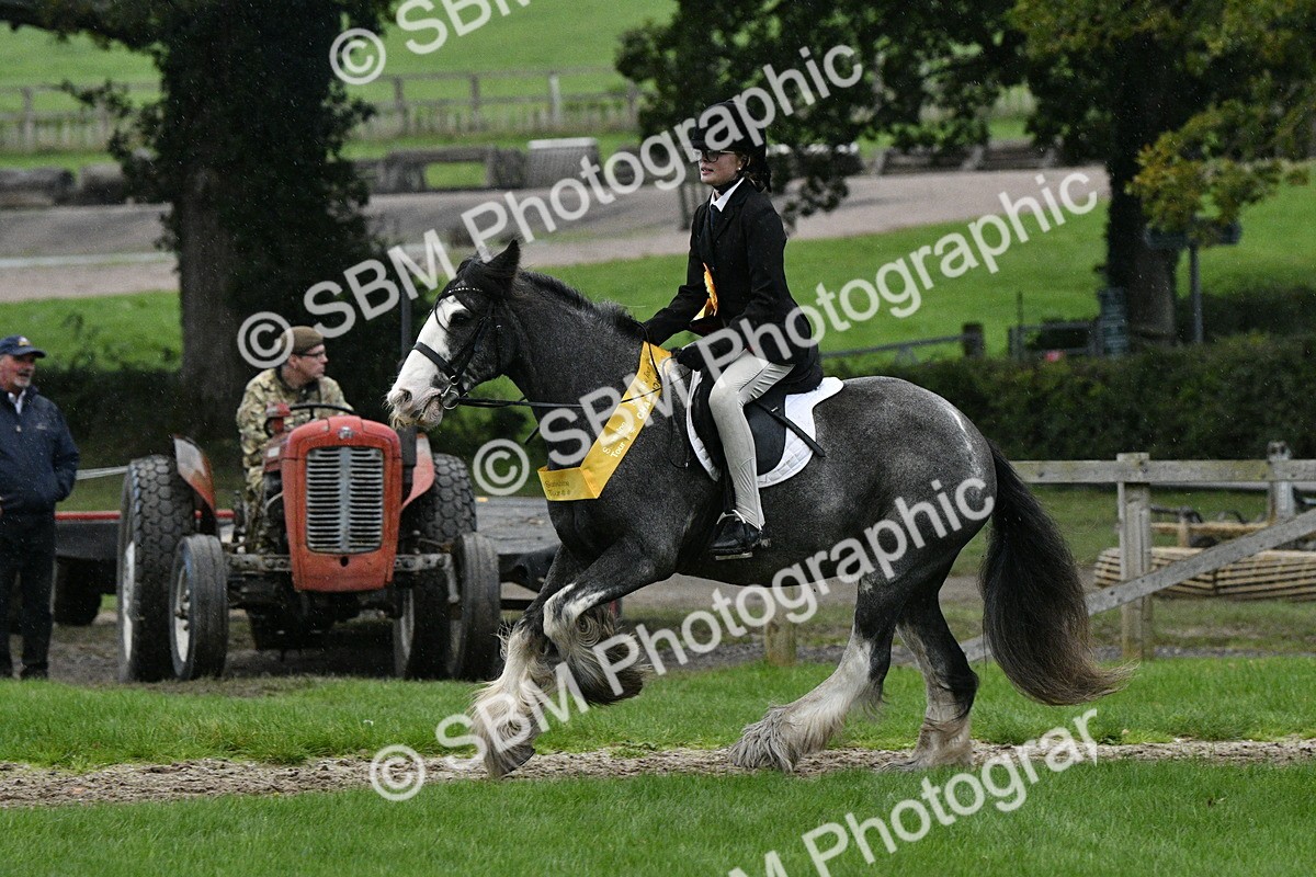 SBM_53328 - S14 - Riding Club Horse