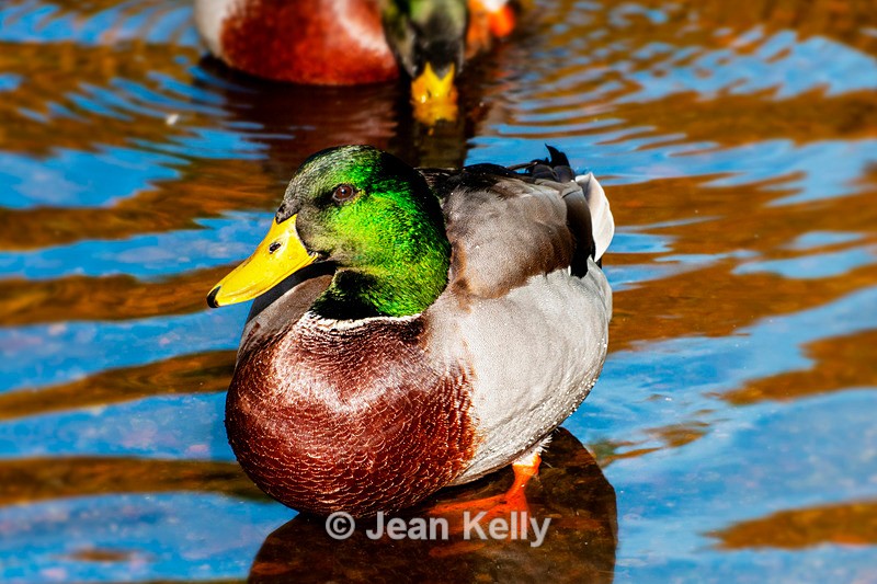 Mallard Duck - DSC_7649 - Birds