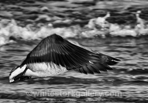 Light Bellied Brent Goose - Scotland: Black and White