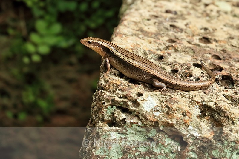 Skink basking, Cambodia - REPTILES & AMPHIBIANS