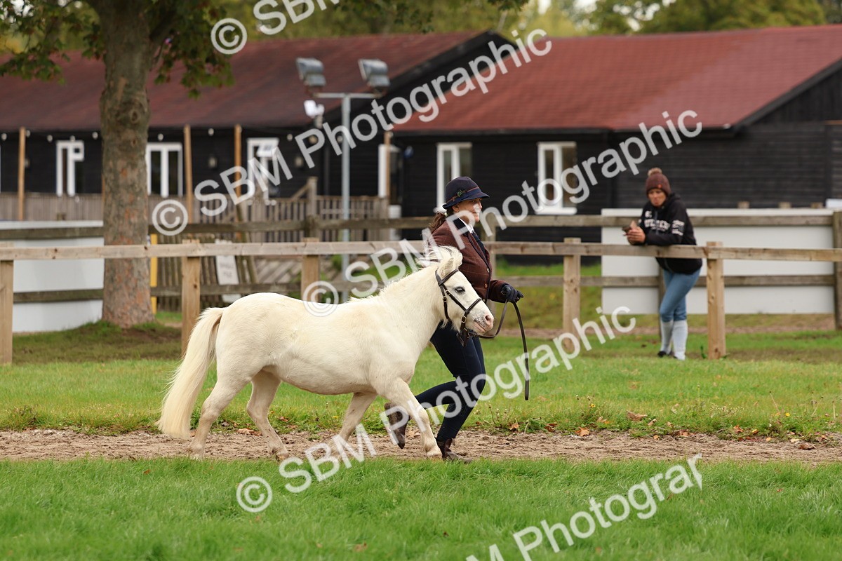 SBM_59870 - S36 - Rehabiliated Rescue Horse & Pony In Hand & Ridden