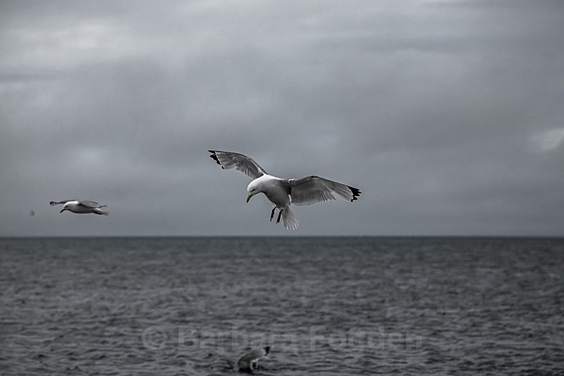 Kittiwake  7566 - Trip with MS Expedition August 2016