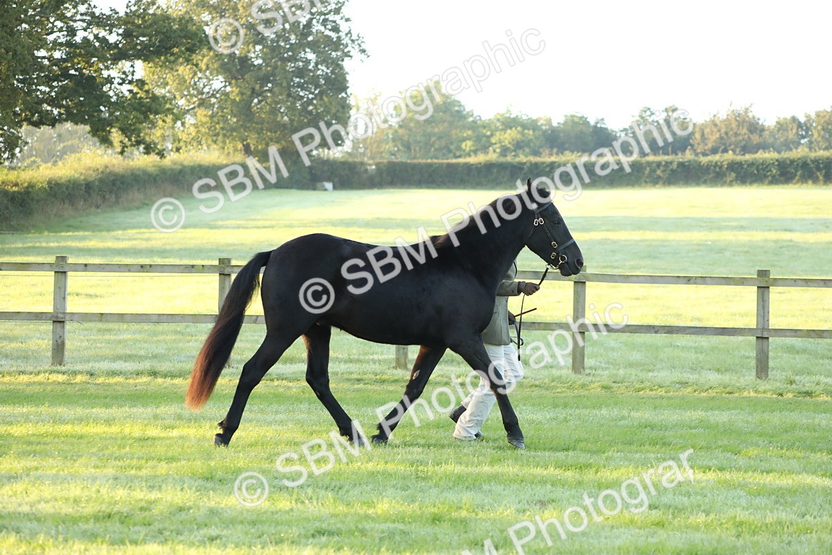 SBM_57823 - S42 - Youngstock