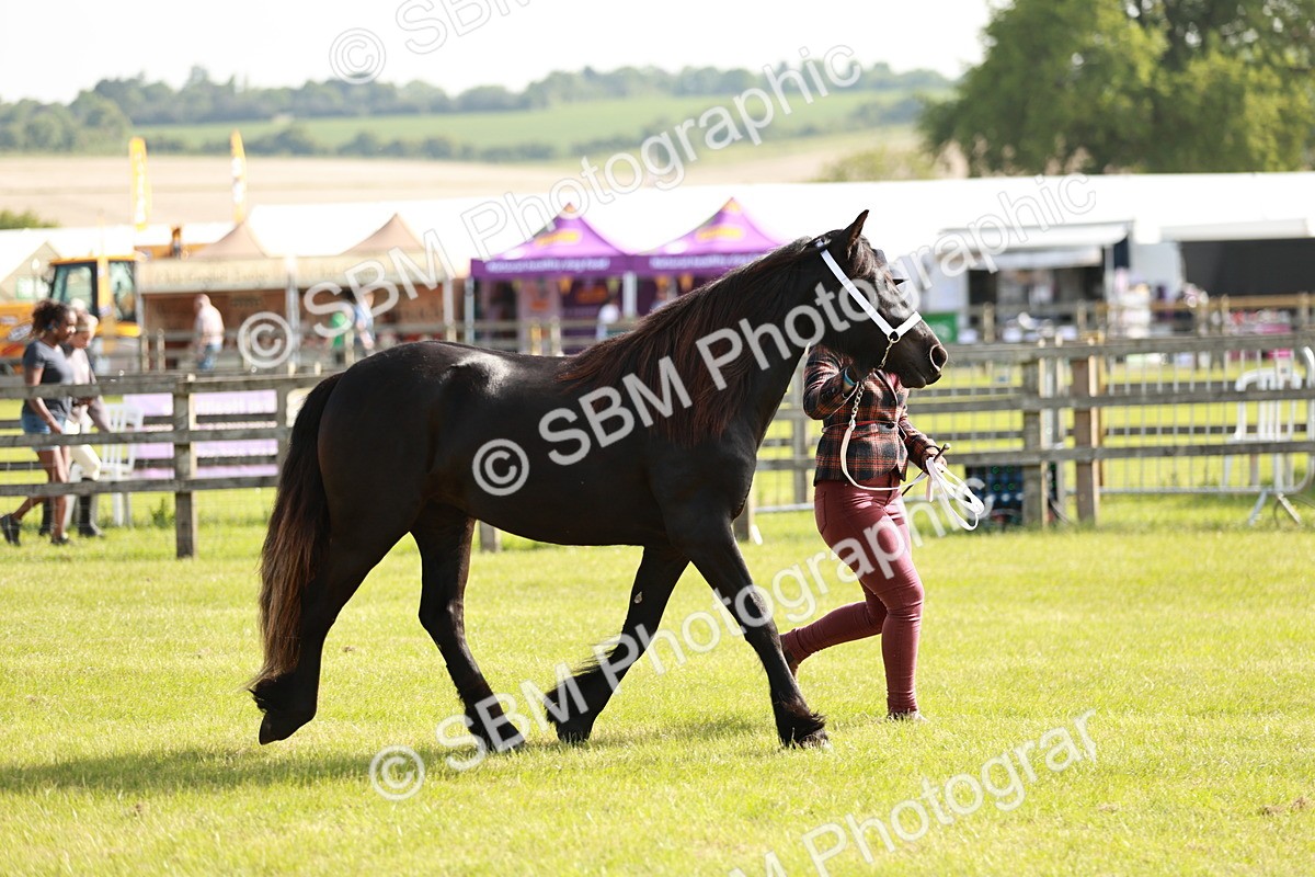 SBM_00725 - Class 14-23 - Mountain & Moorland In Hand Non Welsh