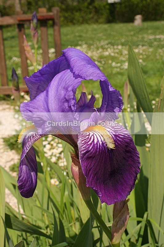 Iris 1031 - IRISES