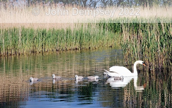 Cygnets2008 1 - The Curlie
