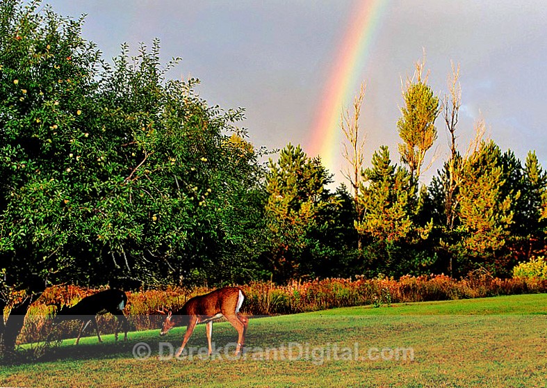 Rainbow Country - Mammals, Reptiles & Amphibians