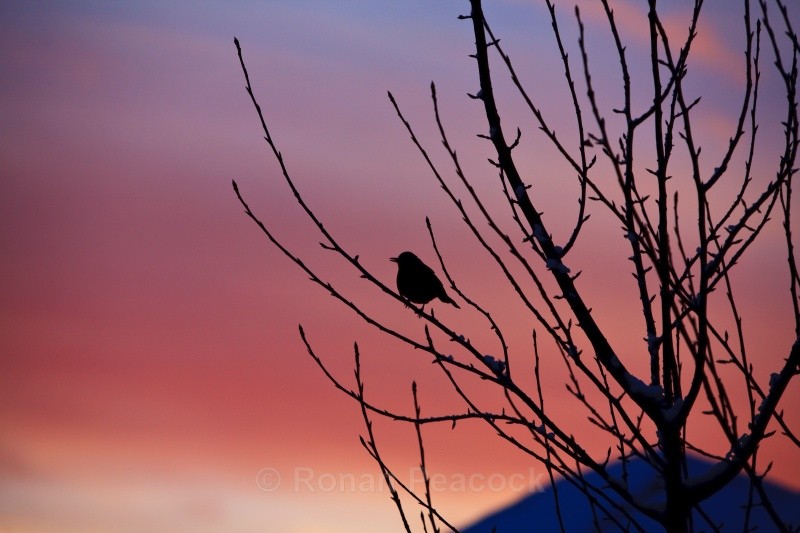 Bird at Dawn - Nature