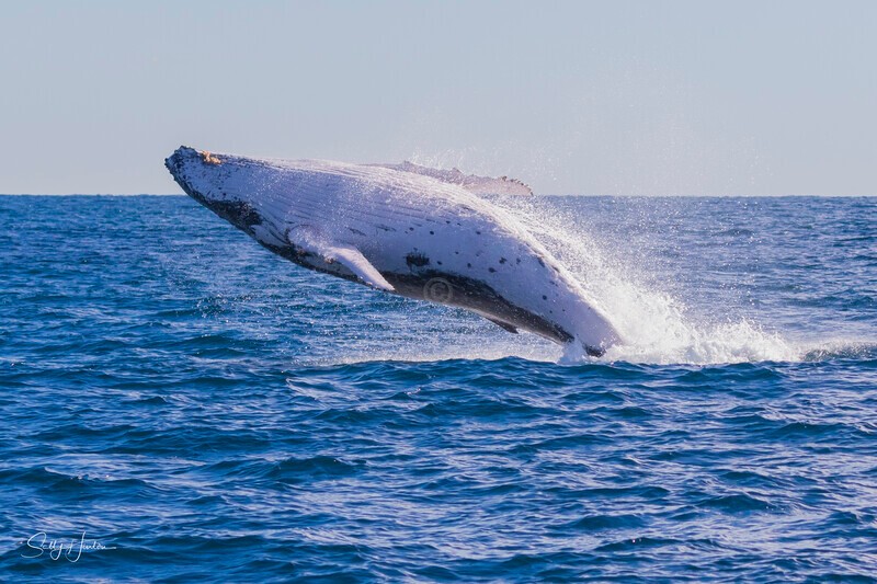 0A3A0677 - 2024 Whale Photos