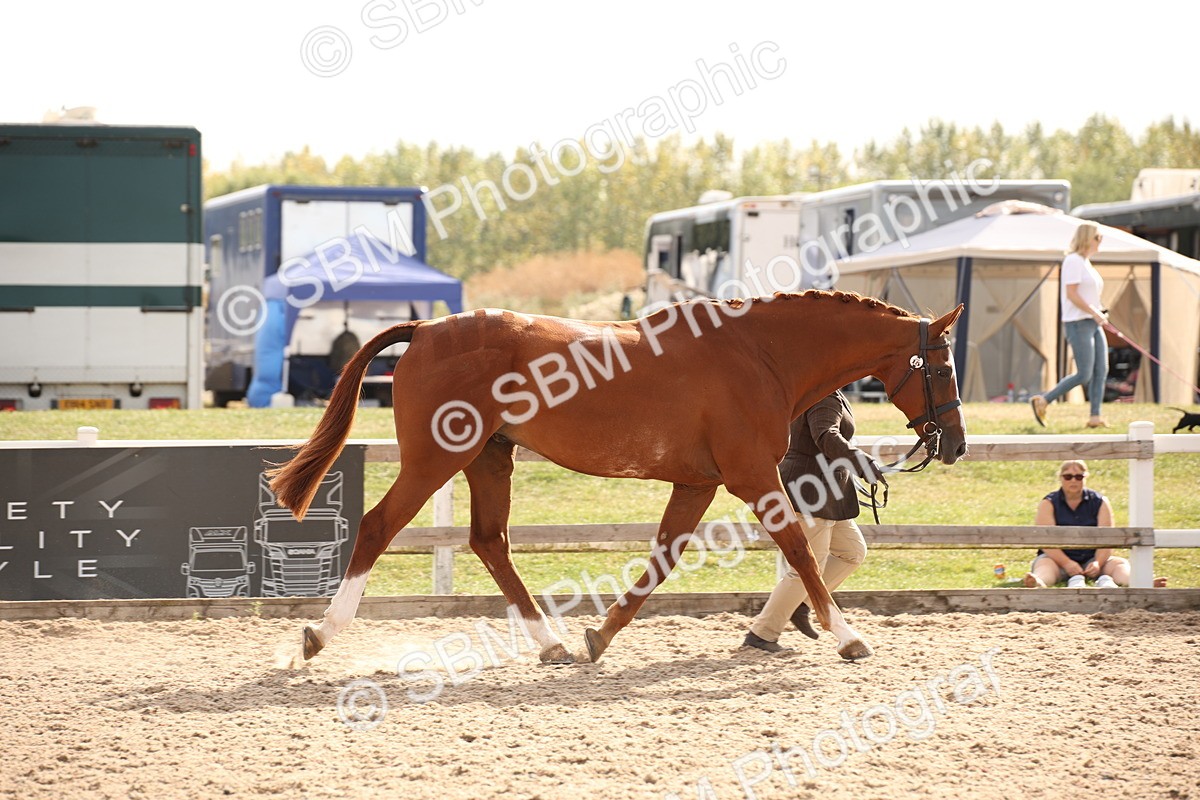 SBM_08156 - Class 27 - IH Competition Horse-Pony