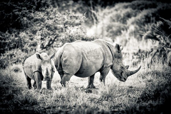 Rhino, Kenya
