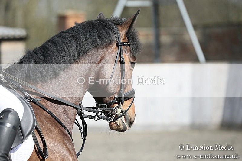 BVRC SJ 170319 342 - Bourne Valley Riding Club Showjumping 17/03/19