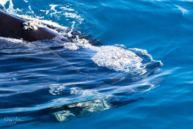Southern Right Whale