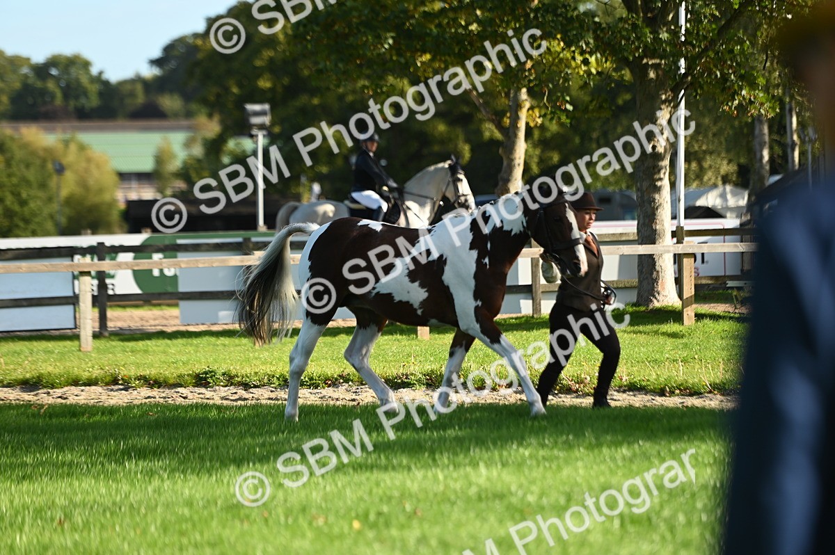SBM_14723 - S1 - TSR in Hand Horse & Pony Showing