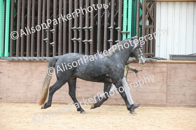 20251109-1000 - Class 27 - Stallions 4 Years and over