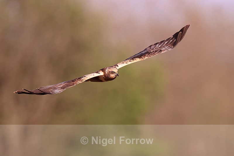 Marsh Harrier (male) wings outstretched in flight, Montgai, Spain - Marsh Harrier