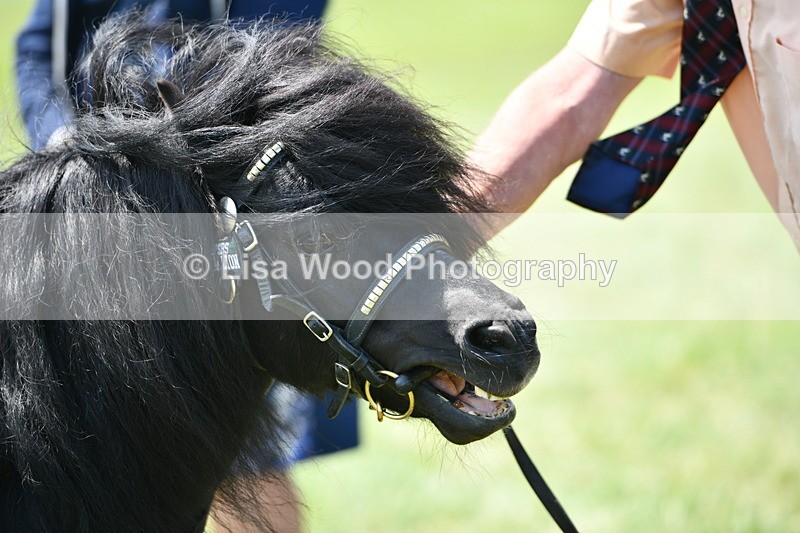 DSC_7706 - Class 64: Coloured Pony 4yrs & over