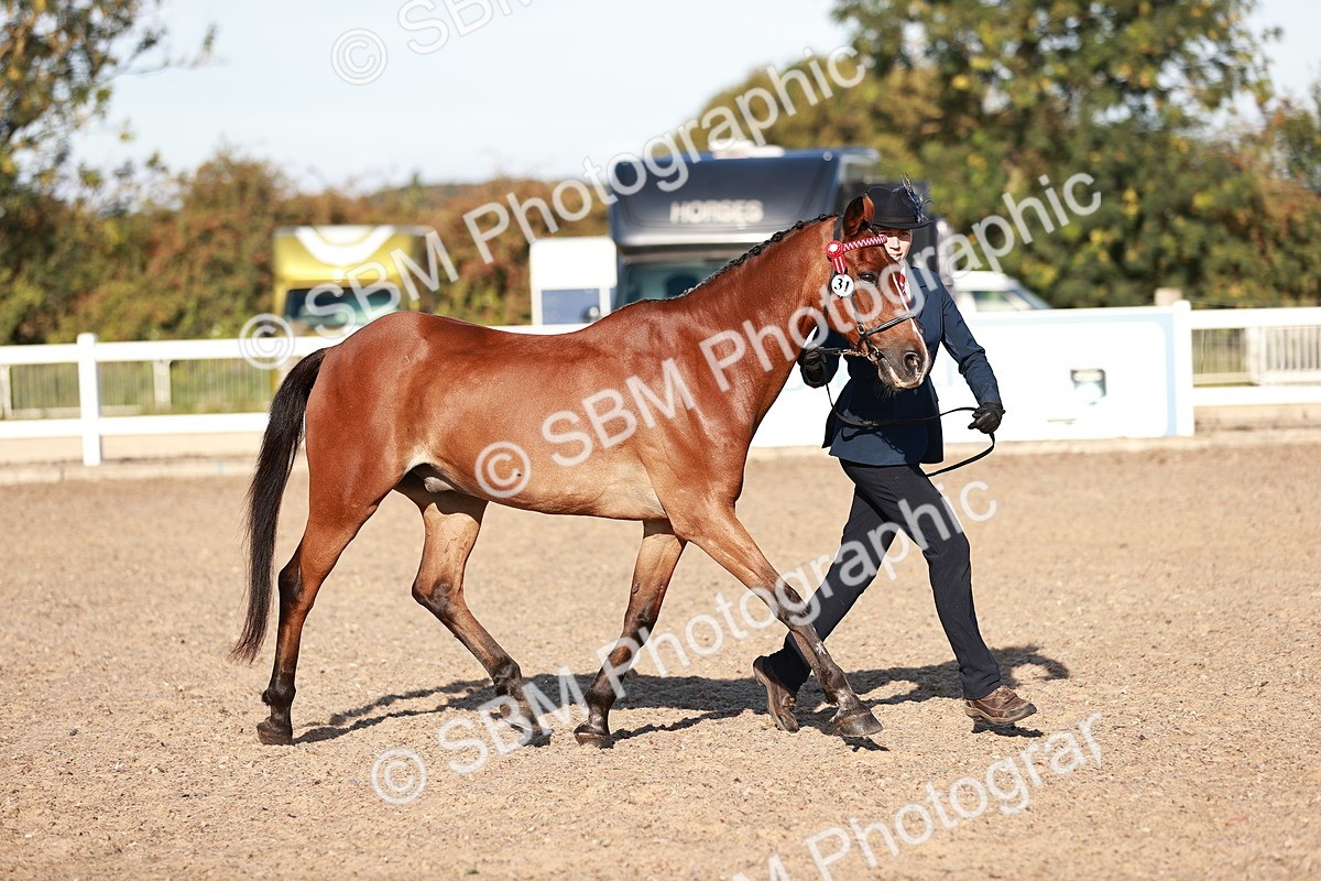 SBM_11395 - Class 402 - IH  Veteran pony