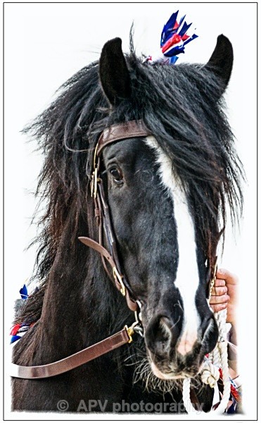  - Horses'n'Ponies