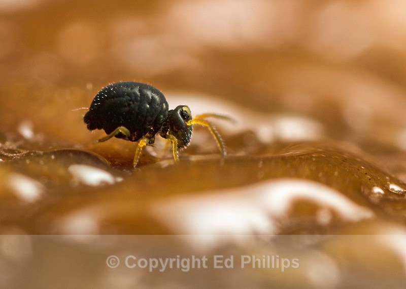 S. aureus f. ochropus - Sminthurinus aureus